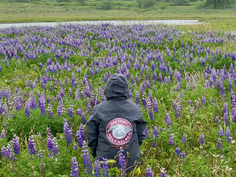 Lupine wildflowers and Saltery Adventures in Kodiak, Alaska